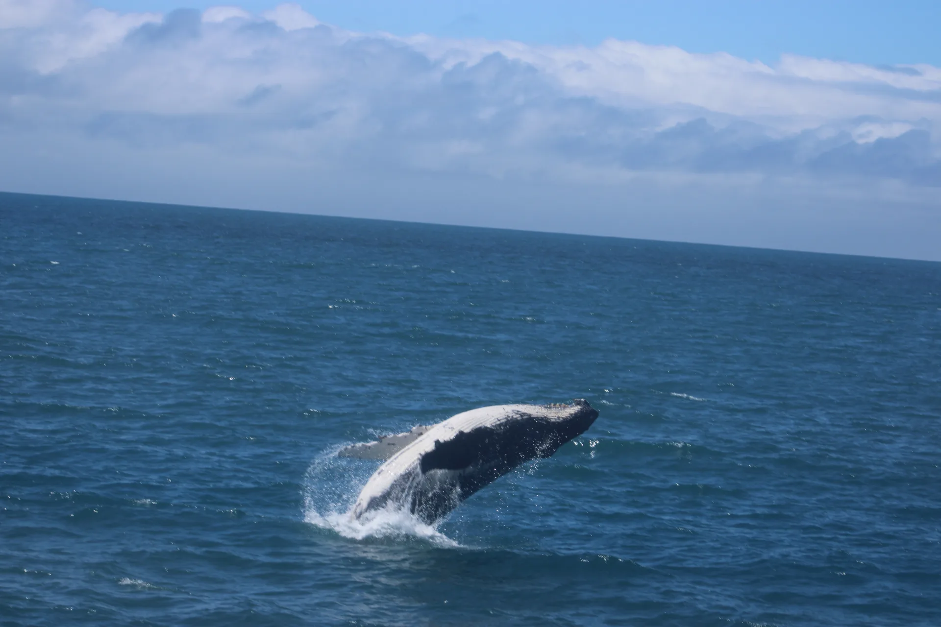 Whale Watching in Freycinet