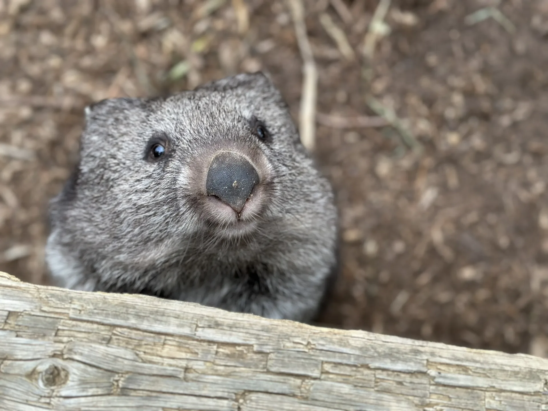 The happiest Wombat in the world