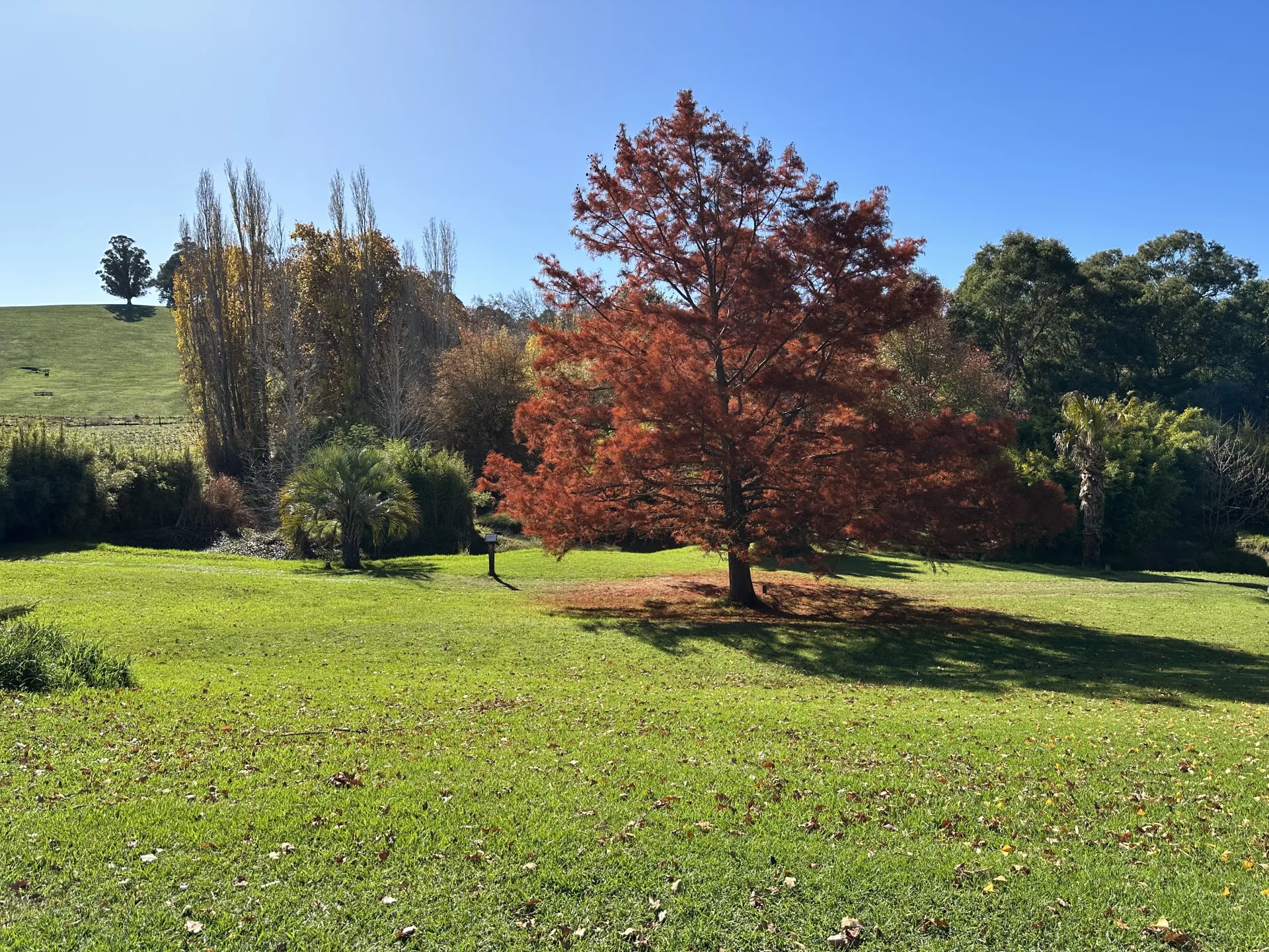 Golden Valley Tree Park