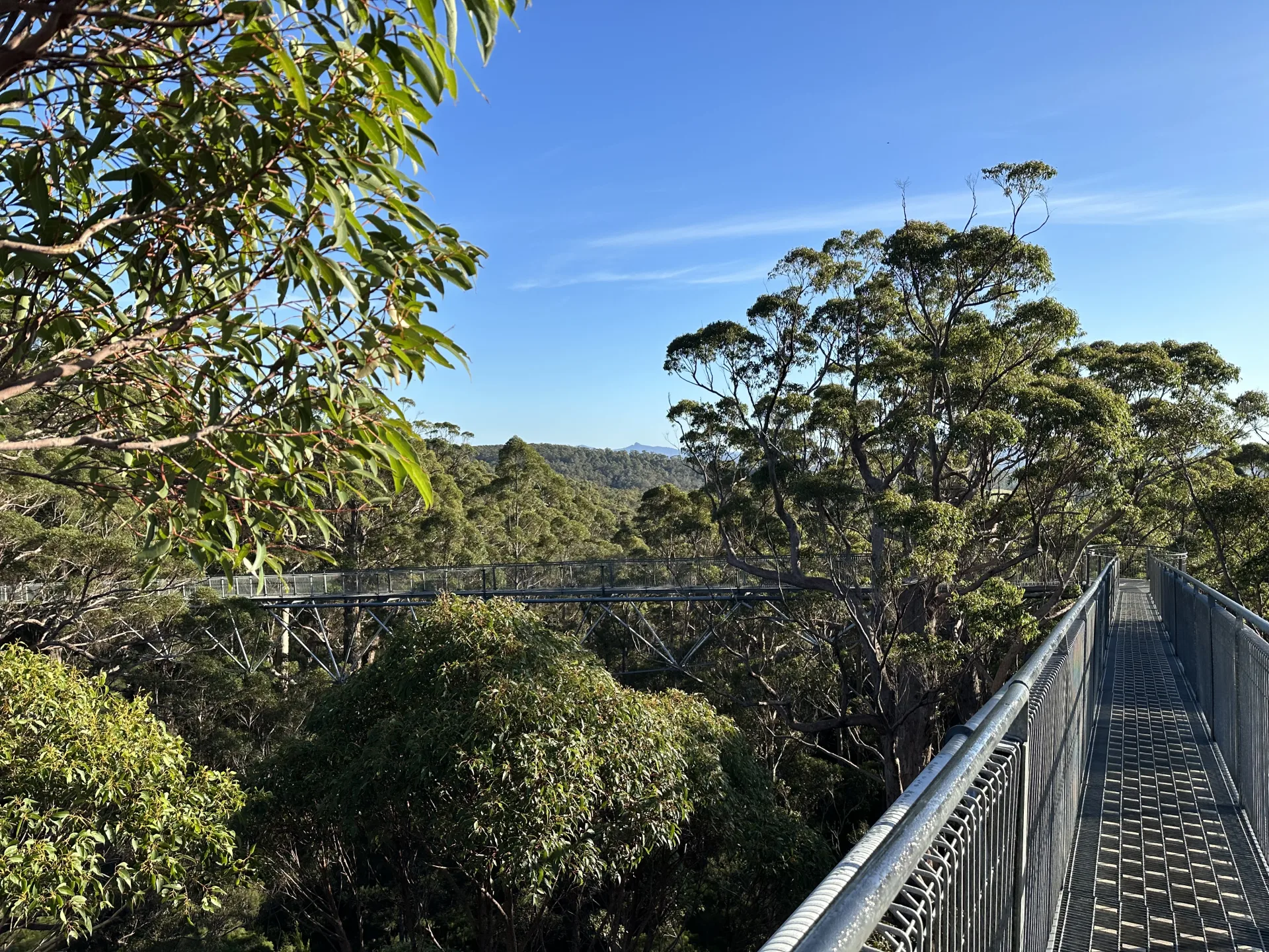 Tree Top Walk